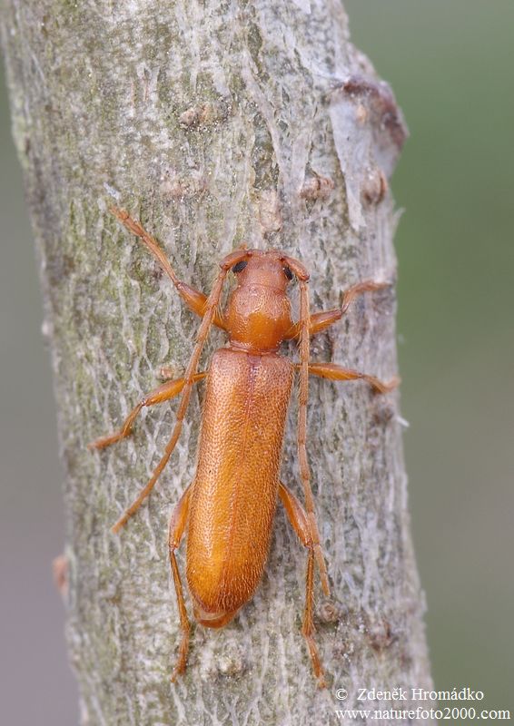 tesařík, Axinopalpis gracilis (Krynicky, 1832), Cerambycidae (Brouci, Coleoptera)